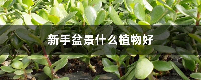 新手盆景什么植物好 新手盆景什么植物好