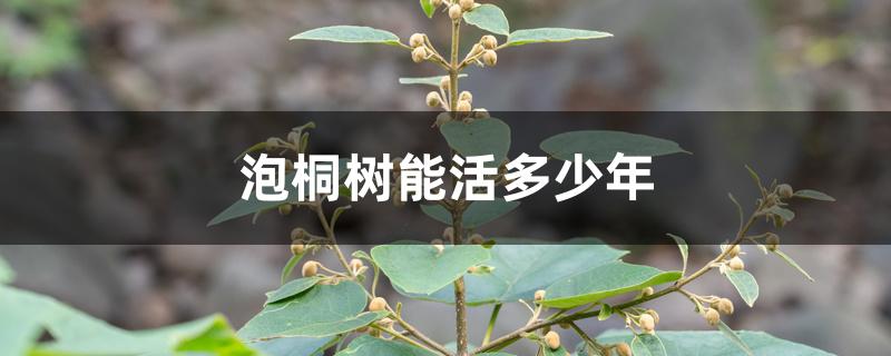 泡桐树能活多少年 泡桐树能活多少年