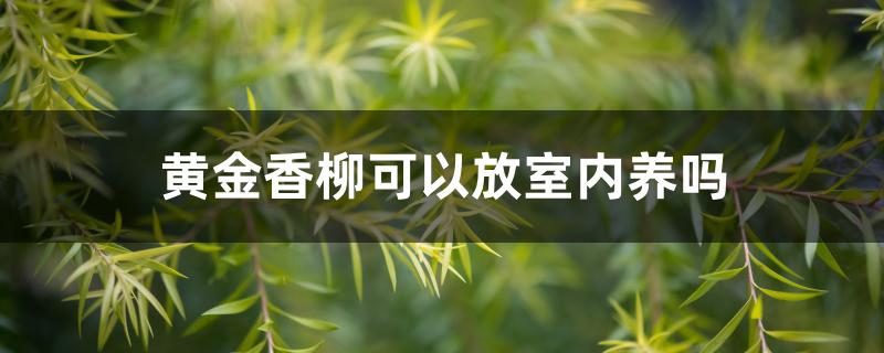 黄金香柳可以放室内养吗 黄金香柳可以放室内养吗