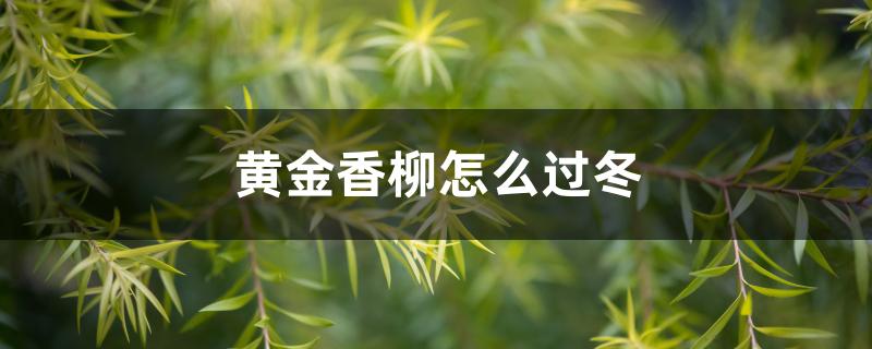 黄金香柳怎么过冬 黄金香柳怎么过冬
