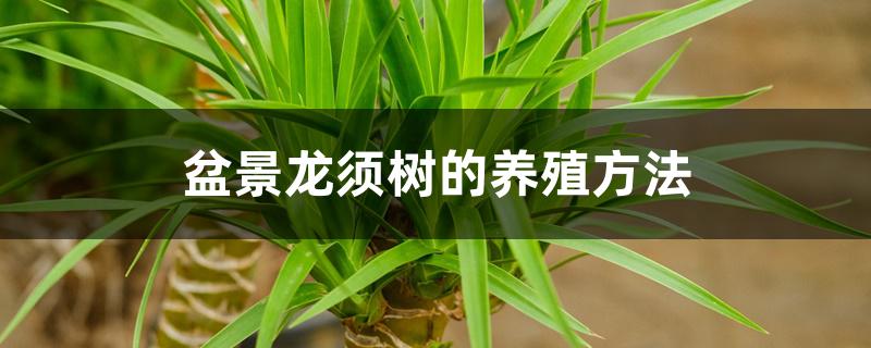 盆景龙须树的养殖方法 盆景龙须树的养殖方法