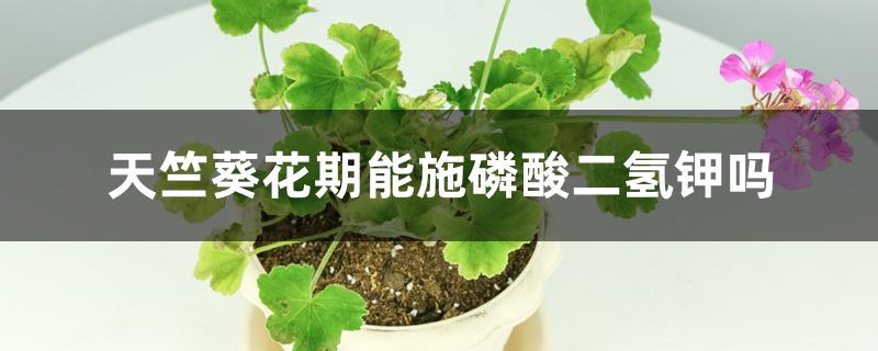 天竺葵花期能施磷酸二氢钾吗 天竺葵花期能施磷酸二氢钾吗