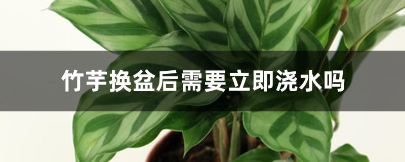 竹芋换盆后需要立即浇水吗 竹芋换盆后需要立即浇水吗
