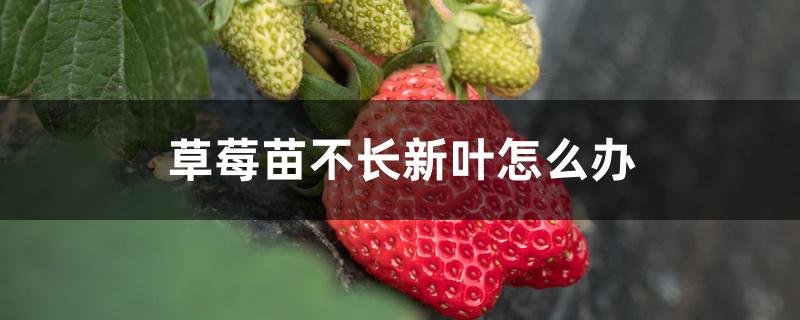 草莓苗不长新叶怎么办 草莓苗不长新叶怎么办