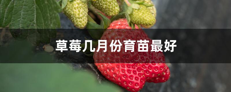 草莓几月份育苗最好 草莓几月份育苗最好