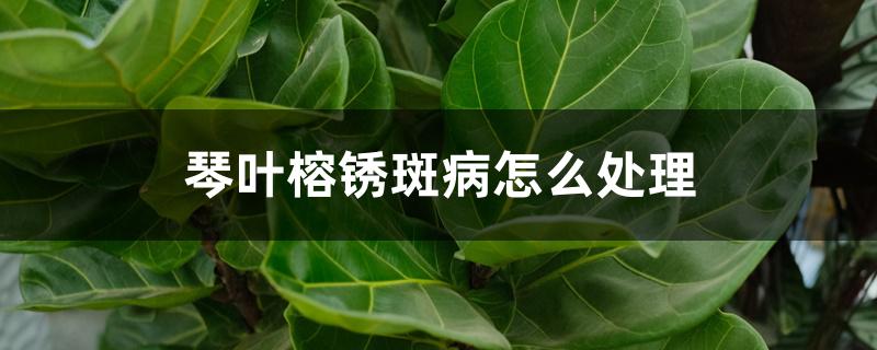 琴叶榕锈斑病怎么处理 琴叶榕锈斑病怎么处理