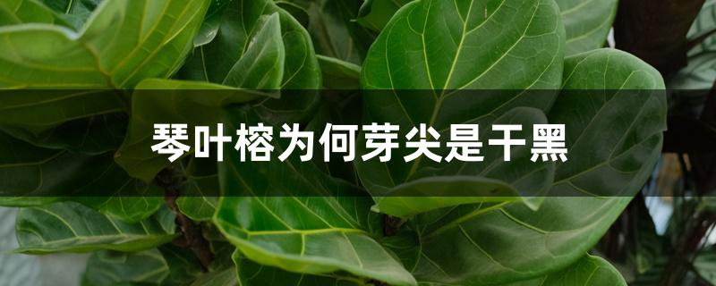 琴叶榕为何芽尖是干黑 琴叶榕为何芽尖是干黑