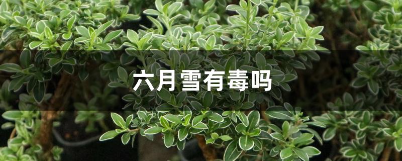 六月雪有毒吗 六月雪有毒吗