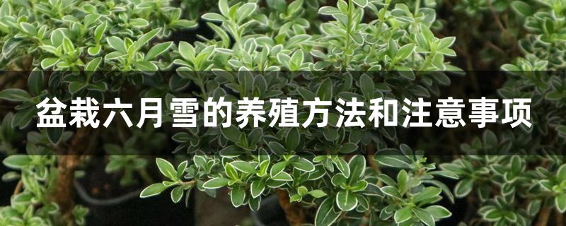 盆栽六月雪的养殖方法和注意事项 盆栽六月雪的养殖方法和注意事项