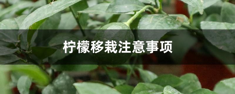 柠檬移栽注意事项