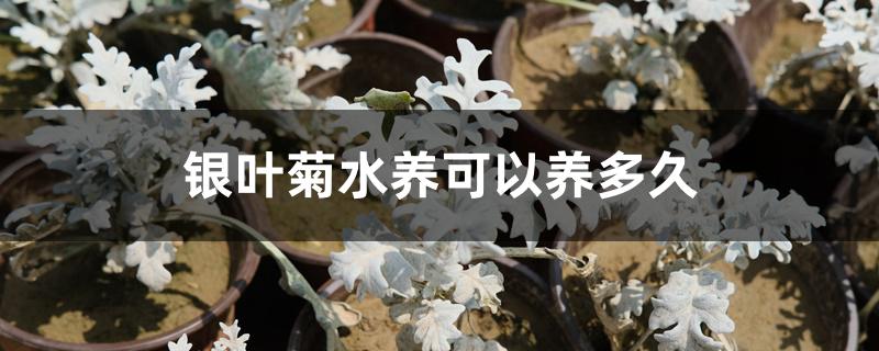 银叶菊水养可以养多久 银叶菊水养可以养多久