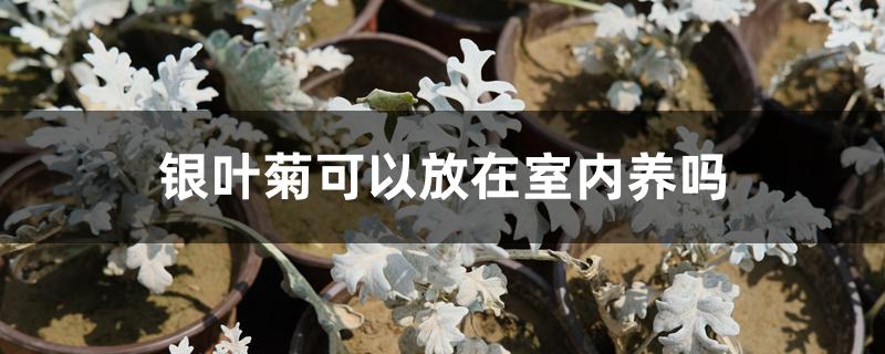 银叶菊可以放在室内养吗 银叶菊可以放在室内养吗