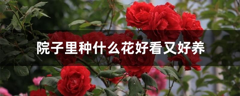 院子里种什么花好看又好养 院子里种什么花好看又好养