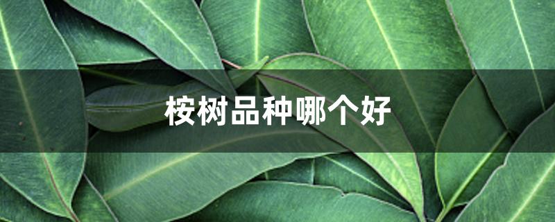 桉树品种哪个好 桉树品种哪个好