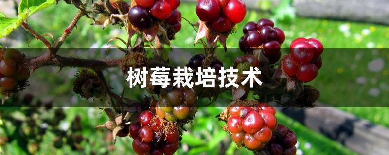 树莓栽培技术 树莓栽培技术