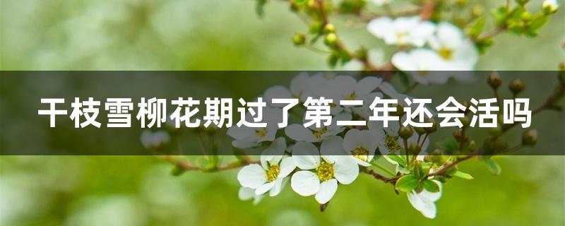 干枝雪柳花期过了第二年还会活吗 干枝雪柳花期过了第二年还会活吗