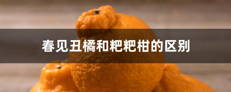 春见丑橘和粑粑柑的区别 春见丑橘和粑粑柑的区别