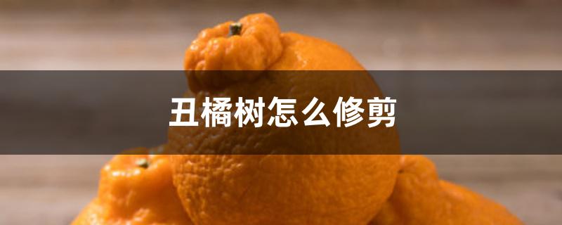 丑橘树怎么修剪 丑橘树怎么修剪