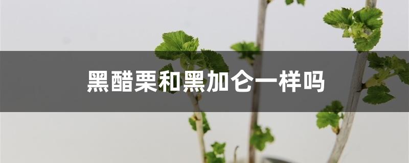 黑醋栗和黑加仑一样吗 黑醋栗和黑加仑一样吗