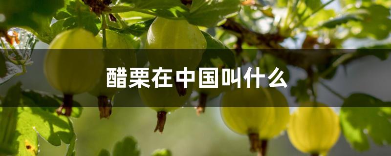 醋栗在中国叫什么 醋栗在中国叫什么