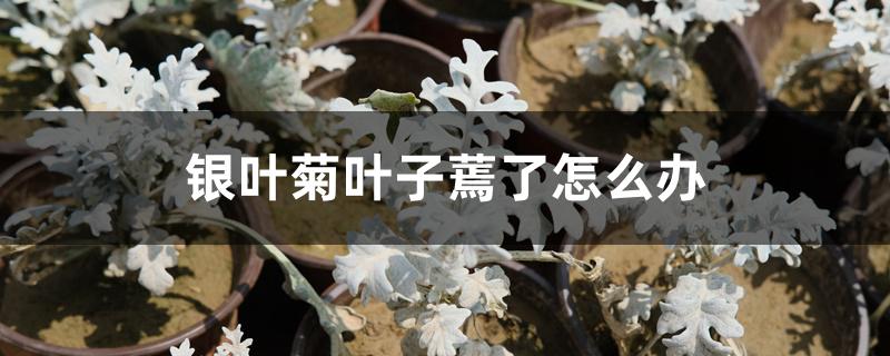 银叶菊叶子蔫了怎么办 银叶菊叶子蔫了怎么办