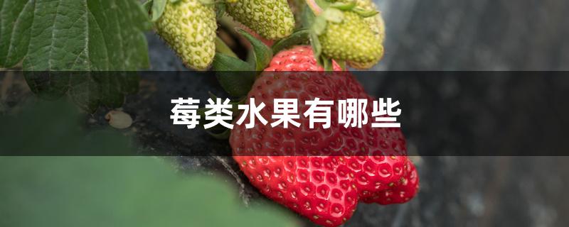 莓类水果有哪些 莓类水果有哪些