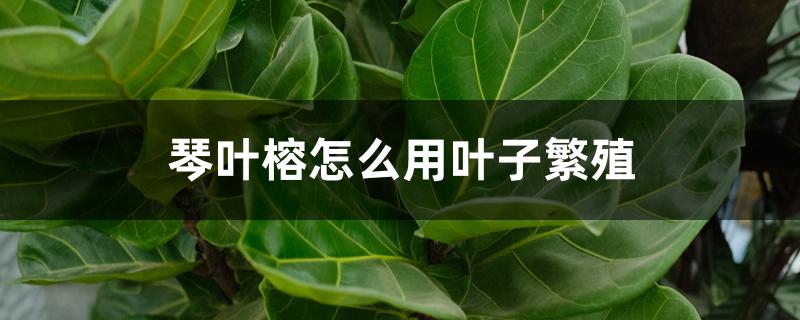 琴叶榕怎么用叶子繁殖 琴叶榕怎么用叶子繁殖