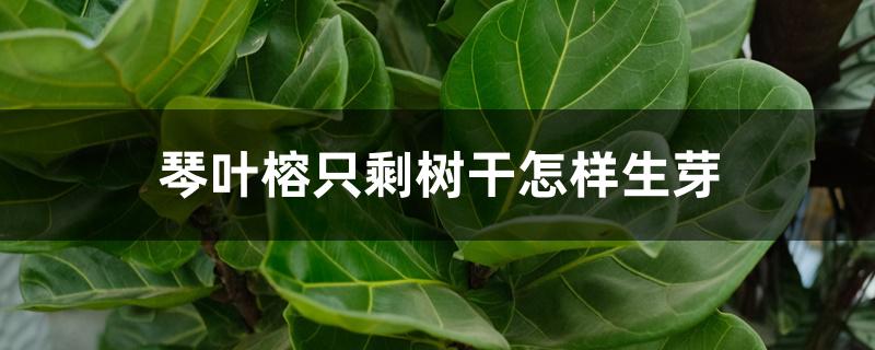 琴叶榕只剩树干怎样生芽 琴叶榕只剩树干怎样生芽