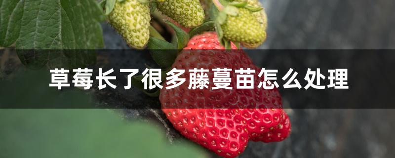 草莓长了很多藤蔓苗怎么处理 草莓长了很多藤蔓苗怎么处理