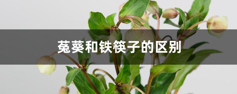 菟葵和铁筷子的区别 菟葵和铁筷子的区别