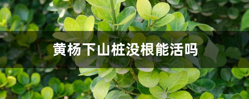 黄杨下山桩没根能活吗 黄杨下山桩没根能活吗