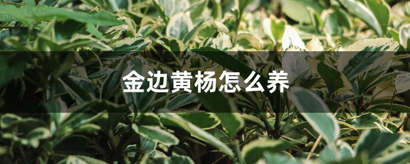 金边黄杨怎么养 金边黄杨怎么养