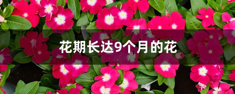 花期长达9个月的花 花期长达9个月的花