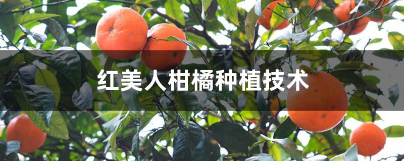 红美人柑橘种植技术 红美人柑橘种植技术