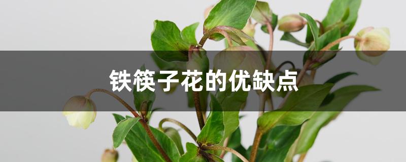 铁筷子花的优缺点 铁筷子花的优缺点