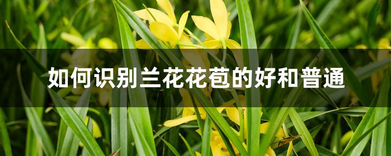 如何识别兰花花苞的好和普通 如何识别兰花花苞的好和普通