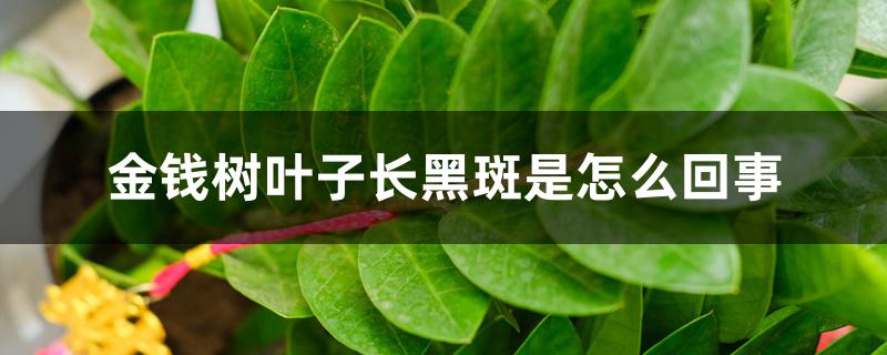 金钱树叶子长黑斑是怎么回事 金钱树叶子长黑斑是怎么回事