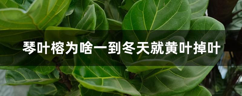 琴叶榕为啥一到冬天就黄叶掉叶 琴叶榕为啥一到冬天就黄叶掉叶