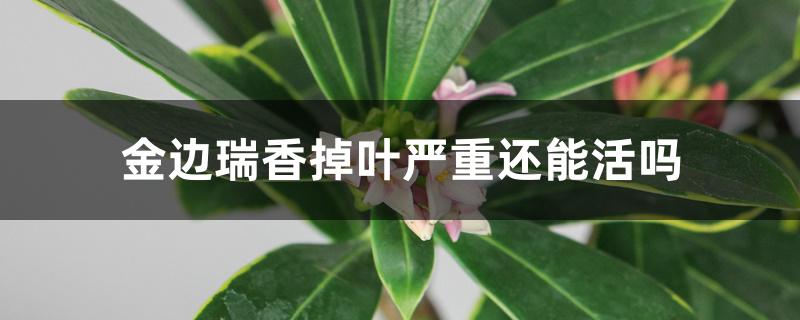 金边瑞香掉叶严重还能活吗 金边瑞香掉叶严重还能活吗