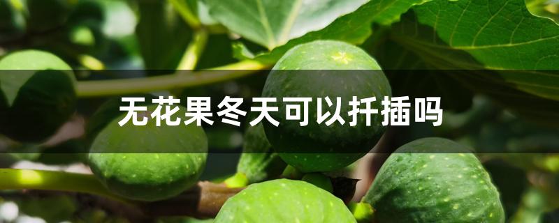无花果冬天可以扦插吗 无花果冬天可以扦插吗