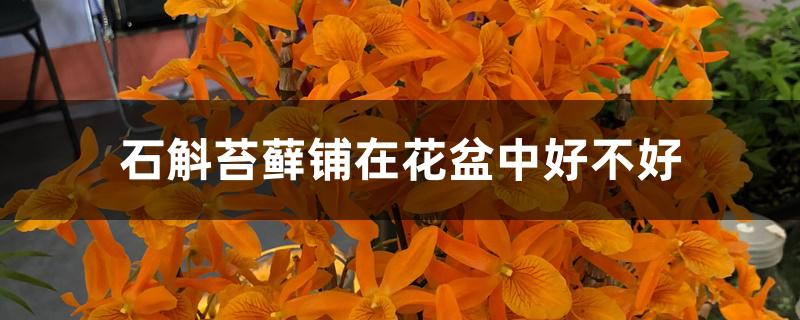 石斛苔藓铺在花盆中好不好 石斛苔藓铺在花盆中好不好