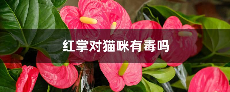 红掌对猫咪有毒吗 红掌对猫咪有毒吗
