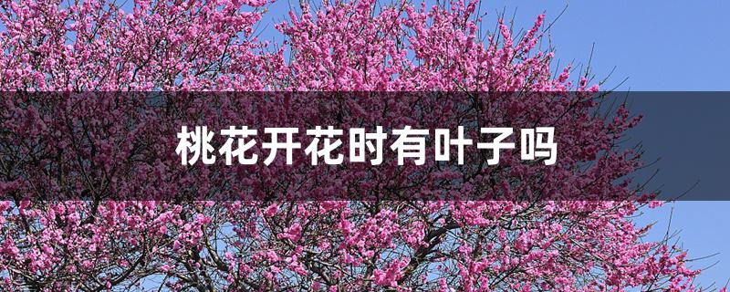 桃花开花时有叶子吗 桃花开花时有叶子吗
