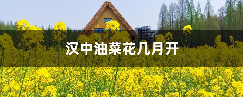汉中油菜花几月开 汉中油菜花几月开
