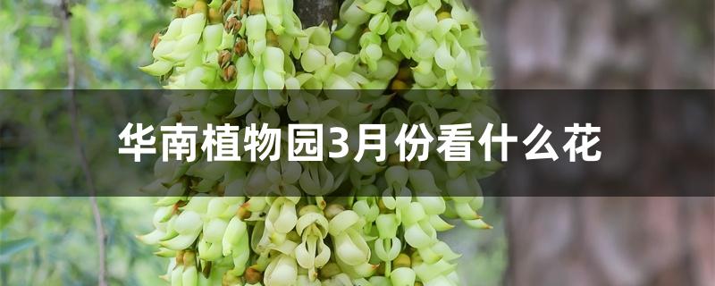 华南植物园3月份看什么花 华南植物园3月份看什么花