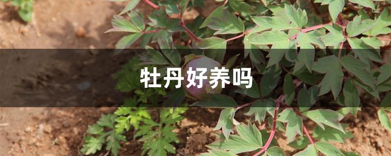牡丹好养吗 牡丹好养吗