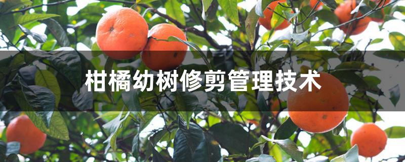 柑橘幼树修剪管理技术 柑橘幼树修剪管理技术