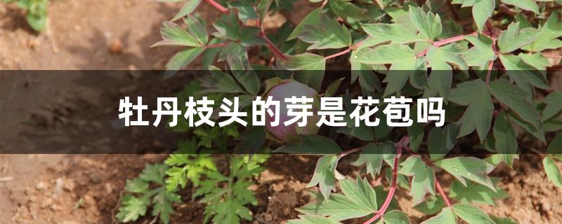 牡丹枝头的芽是花苞吗 牡丹枝头的芽是花苞吗
