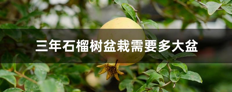 三年石榴树盆栽需要多大盆 三年石榴树盆栽需要多大盆