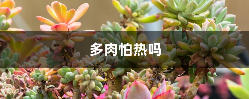 多肉怕热吗 多肉怕热吗